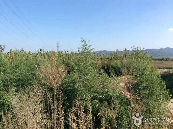 Damyang Bamboo Forest (Damyang Marsh) (담양대나무숲 – 담양습지)