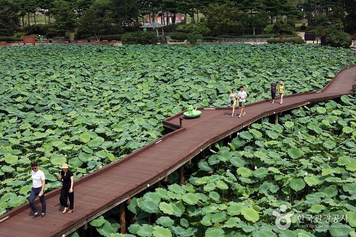 Muan Hoesan White Lotus Pond (무안회산백련지)