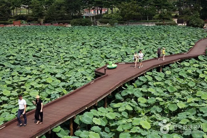 Muan Hoesan White Lotus Pond (무안회산백련지)