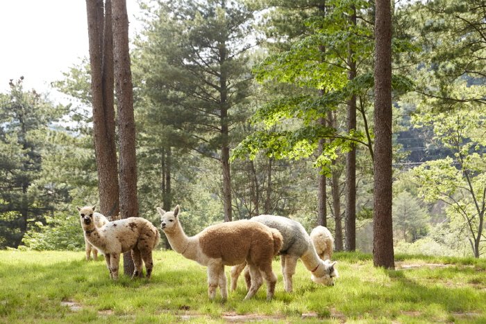 Alpaca World (알파카월드)