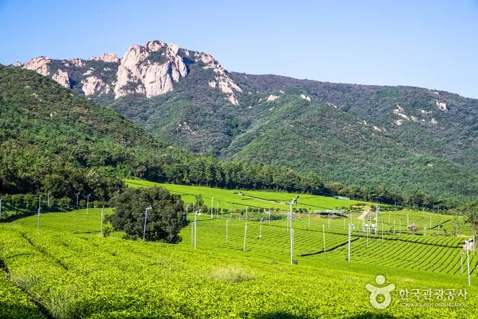 Gangjin Dawon Tea Plantation (전남 강진다원)