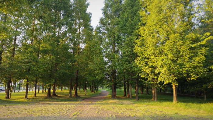 Citizen’s Forest Campground (시민의 숲 야영장)