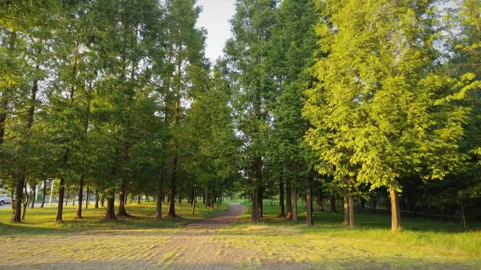 Citizen’s Forest Campground (시민의 숲 야영장)