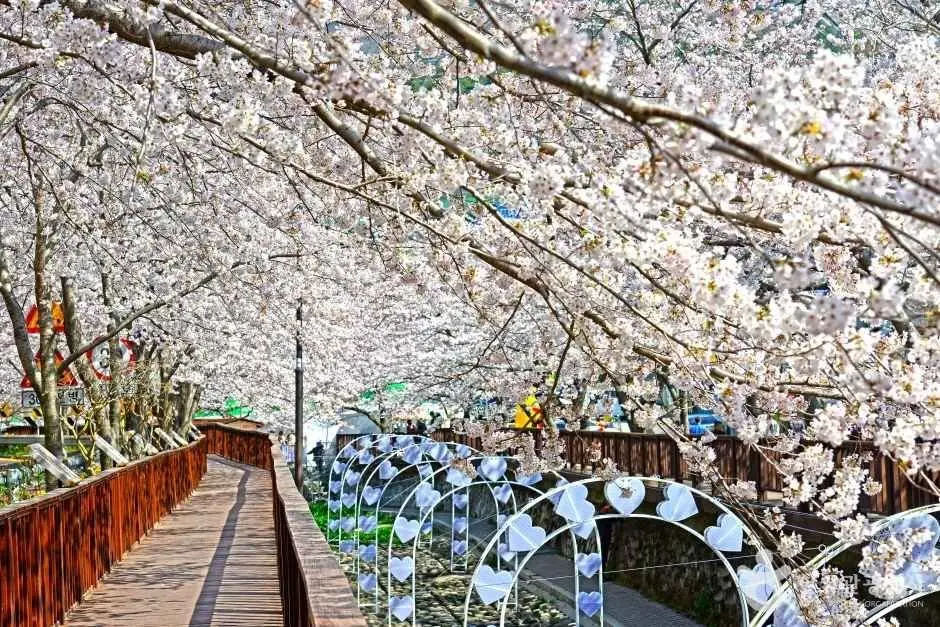 Yeojwacheon Stream (여좌천(여좌천로망스다리))
