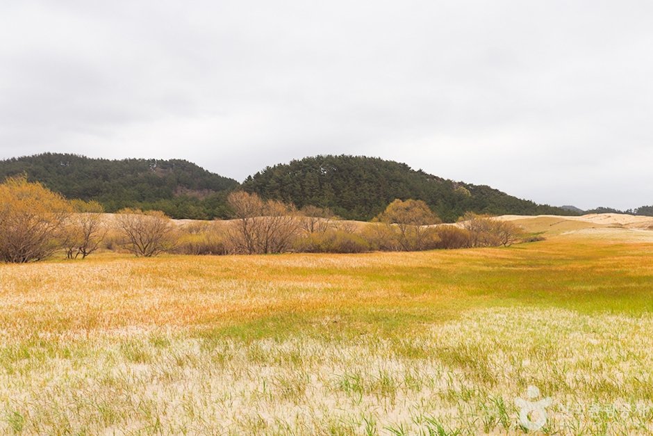 Sinduri Coastal Sand Dune (태안 신두리 해안사구)