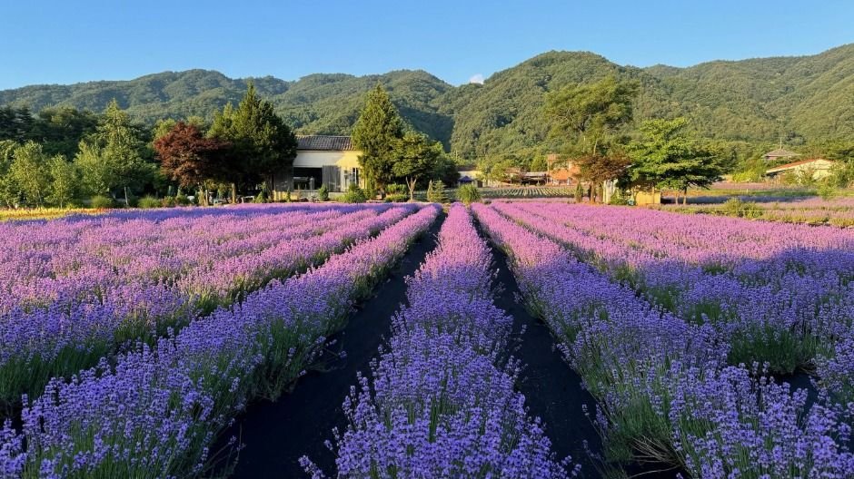 Hani Lavender Farm (하늬라벤더팜)