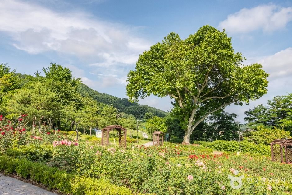 Rose Park (장미공원)