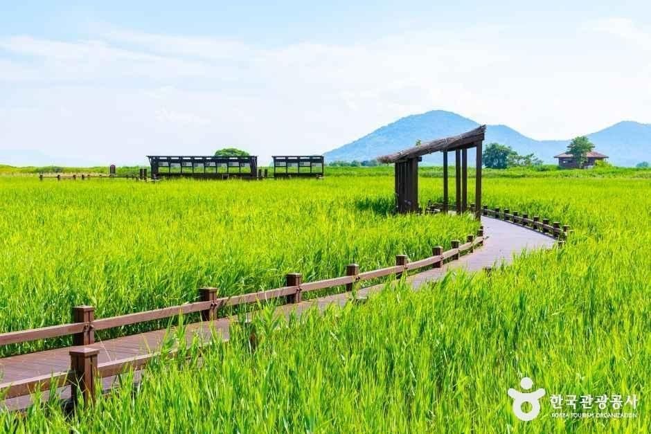 Suncheonman Bay (순천만습지)